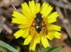 Ferdinandea fumipennis